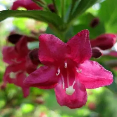 Вейгела БРИСТОЛЬ РУБИ — описание сорта Вейгела БРИСТОЛЬ РУБИ в Москве