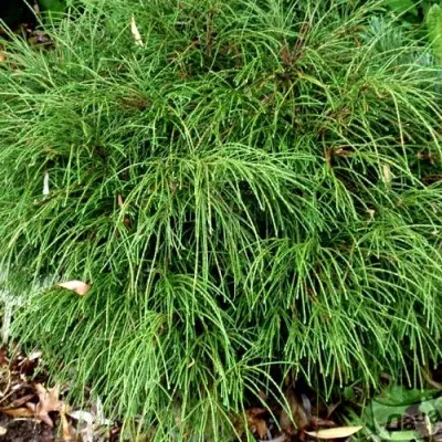 Туя ВИПКОРД складчатая — описание сорта Туя ВИПКОРД складчатая в Москве