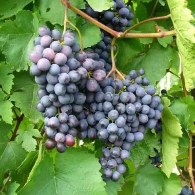 Виноград АГАТ ДОНСКОЙ в Москве