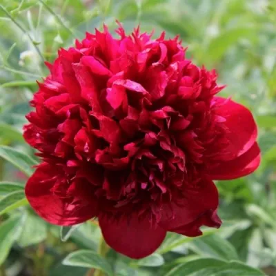 Пион РЕД МЭДЖИК травянистый — описание сорта Пион РЕД МЭДЖИК травянистый в Москве