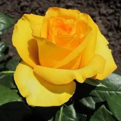 Саженцы роз КЕРИО чайно-гибридная — описание сорта Саженцы роз КЕРИО чайно-гибридная в Москве