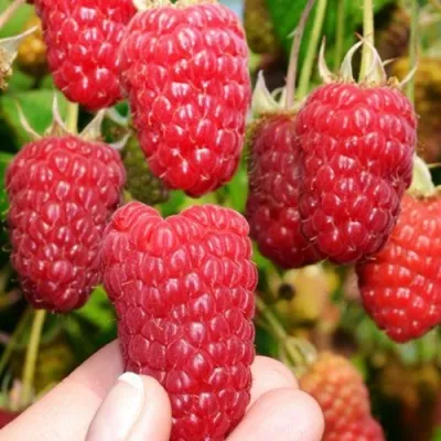 Малина МОСКОВСКИЙ ВЕЛИКАН — описание сорта Малина МОСКОВСКИЙ ВЕЛИКАН в Москве