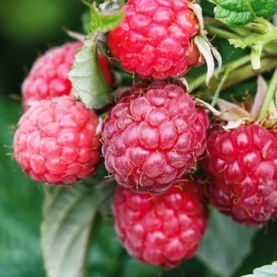 Малина ПИНГВИН — описание сорта Малина ПИНГВИН в Москве