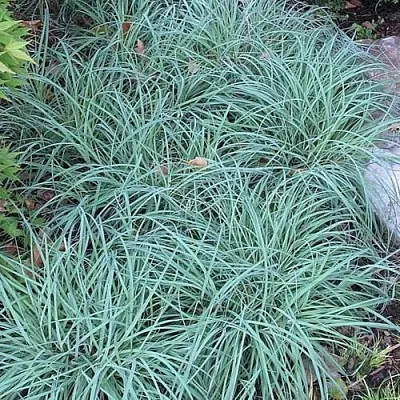 Осока БЛЮ ЗИНГЕР  Осока БЛЮ ЗИНГЕР в Москве