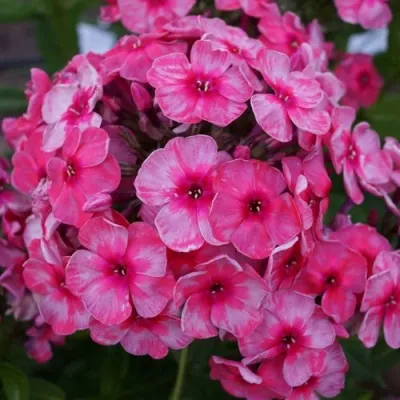 Флокс СТАРС ЭНД СТРАЙПС метельчатый — описание сорта Флокс СТАРС ЭНД СТРАЙПС метельчатый в Москве