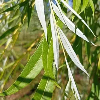 Ива ВИТЕЛЛИНА белая  в Москве