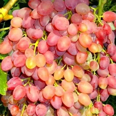 Виноград КИШМИШ ЛУЧИСТЫЙ — описание сорта Виноград КИШМИШ ЛУЧИСТЫЙ в Москве