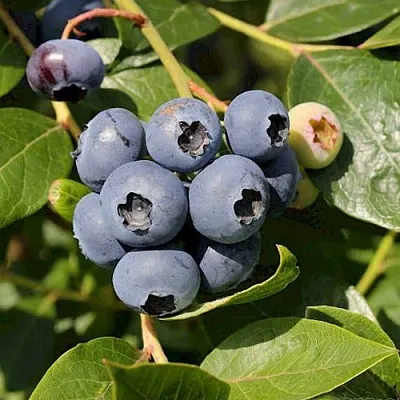 Голубика ШАНТЕКЛЕР  Голубика ШАНТЕКЛЕР в Москве