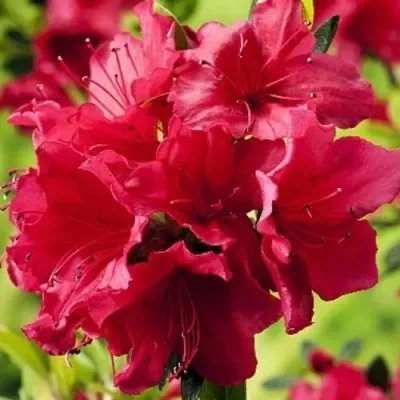 Азалия АРАБЕСК японская — описание сорта Азалия АРАБЕСК японская в Москве