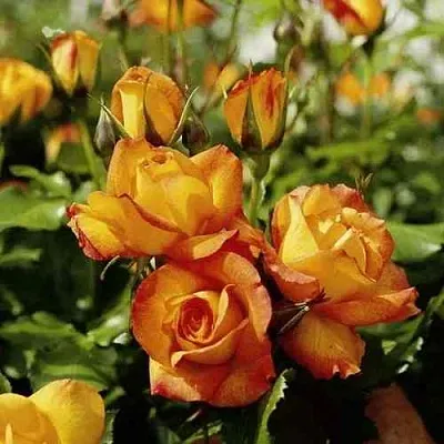 Саженцы роз САХАРА плетистая  Саженцы роз САХАРА плетистая в Москве