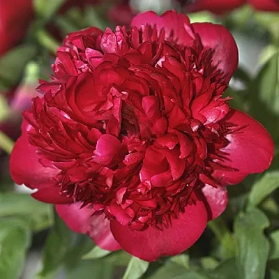 Пион КРИСМАС ВЕЛВЕТ травянистый  Пион КРИСМАС ВЕЛВЕТ травянистый в Москве