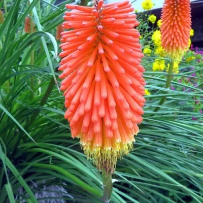 Книфофия БЕНГАЛ ФАЕР гибридная — описание сорта Книфофия БЕНГАЛ ФАЕР гибридная в Москве