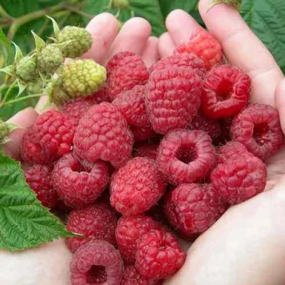 Малина МОЛЛИНГ ДЖУНО — описание сорта Малина МОЛЛИНГ ДЖУНО в Москве