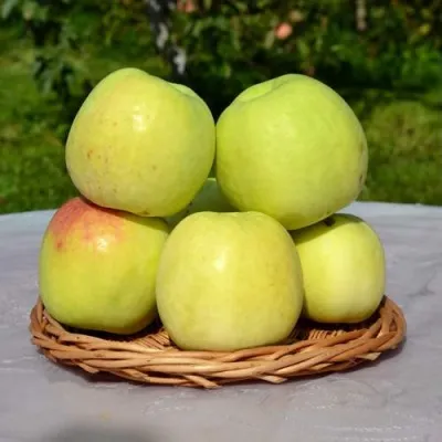 Яблоня БИРСКОЕ ГРУШЕВОЕ (БИЧИК) — описание сорта Яблоня БИРСКОЕ ГРУШЕВОЕ (БИЧИК) в Москве