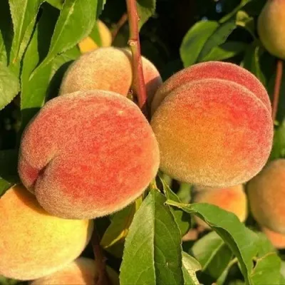 Персик ВУЛКАН — описание сорта Персик ВУЛКАН в Москве