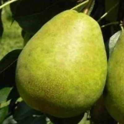 Груша ЛАГОДНАЯ — описание сорта Груша ЛАГОДНАЯ в Москве
