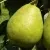 Груша ЛАГОДНАЯ — описание сорта Груша ЛАГОДНАЯ в Москве