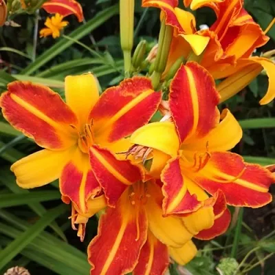 Лилейник ФРАНС ХАЛС  Лилейник ФРАНС ХАЛС в Москве