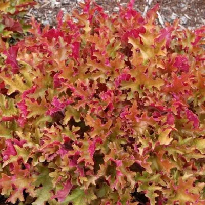 Гейхера МАРМЕЛАД — описание сорта Гейхера МАРМЕЛАД в Москве