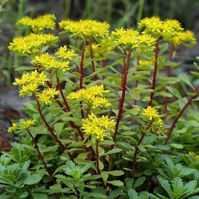 Очиток (седум) ИММЕРГРЮНХЕН  Очиток (седум) ИММЕРГРЮНХЕН в Москве