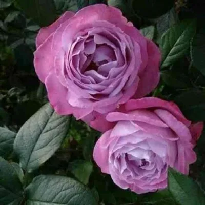 Саженцы роз АКВА чайно-гибридная — описание сорта Саженцы роз АКВА чайно-гибридная в Москве