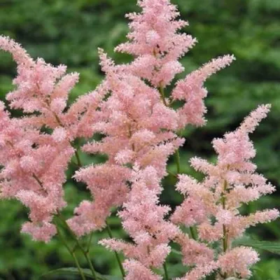 Астильба ЕВРОПА японская — описание сорта Астильба ЕВРОПА японская в Москве