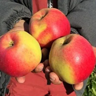 Яблоня СОКОЛОВСКОЕ стелющаяся — описание сорта Яблоня СОКОЛОВСКОЕ стелющаяся в Москве