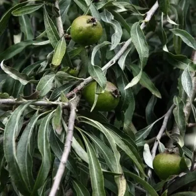 Груша ИВОЛИСТНАЯ — описание сорта Груша ИВОЛИСТНАЯ в Москве