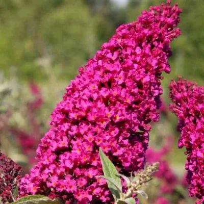 Буддлея давида РОЯЛ РЕД — описание сорта Буддлея давида РОЯЛ РЕД в Москве
