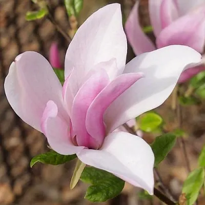 Магнолия БЕТТИ в Москве