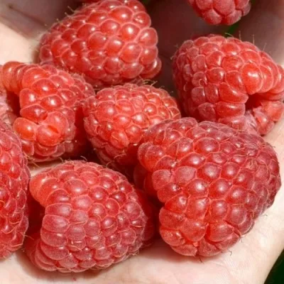 Малина ХЕРИТЕЙДЖ — описание сорта Малина ХЕРИТЕЙДЖ в Москве