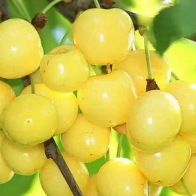 Черешня РОССОШАНСКАЯ ЗОЛОТАЯ — описание сорта Черешня РОССОШАНСКАЯ ЗОЛОТАЯ в Москве