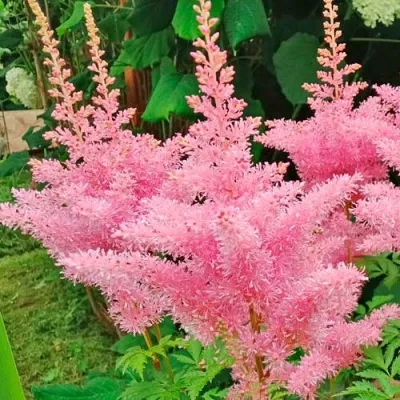 Астильба ЭДЕНС ОДИССЕЙ Арендса — описание сорта Астильба ЭДЕНС ОДИССЕЙ Арендса в Москве