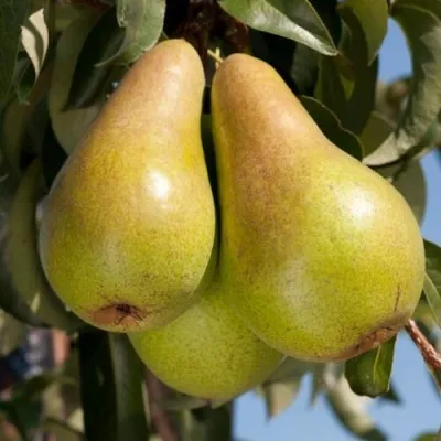 Груша КОНКОРД в Москве