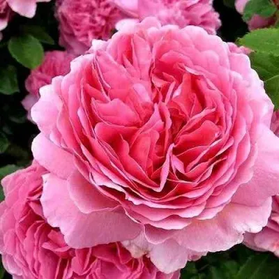 Саженцы роз ПРИНЦЕССА АЛЕКСАНДРА ОФ КЕНТ английская в Москве