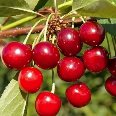 Дюк ИГРУШКА в Москве