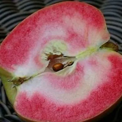 Яблоня ПИНК ПЕРЛ — описание сорта Яблоня ПИНК ПЕРЛ в Москве