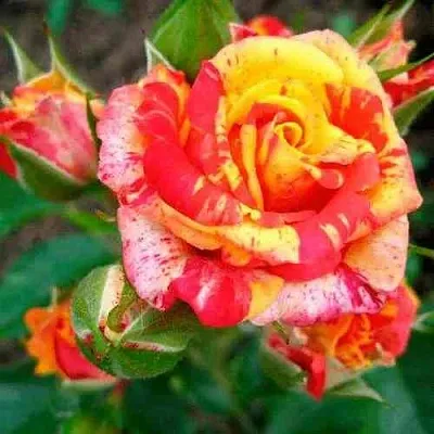 Саженцы роз ФАЙЕР ФЛЕШ спрей в Москве