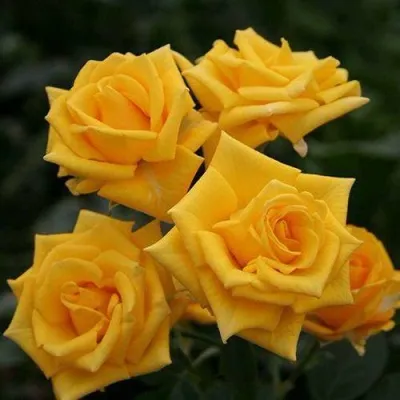 Саженцы роз ШАНИ спрей — описание сорта Саженцы роз ШАНИ спрей в Москве