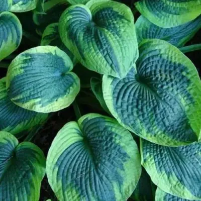 Хоста ТОКУДАМА ФЛАВОЦИРЦИНАЛИС гибридная — описание сорта Хоста ТОКУДАМА ФЛАВОЦИРЦИНАЛИС гибридная в Москве