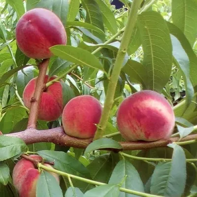Персик КИЕВСКИЙ РАННИЙ в Москве
