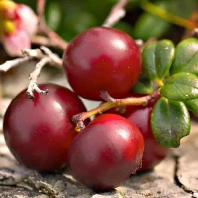 Клюква ЭРЛИ БЛЭК — описание сорта Клюква ЭРЛИ БЛЭК в Москве