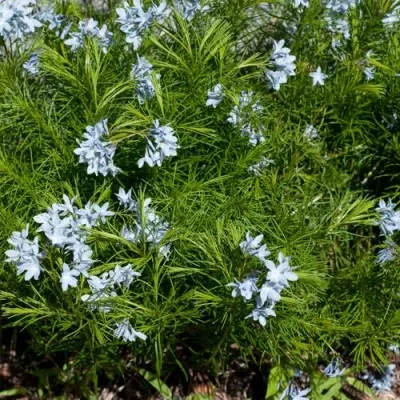 Амсония РЕСНИТЧАТАЯ в Москве