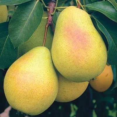 Груша МЛИЕВСКАЯ РАННЯЯ  Груша МЛИЕВСКАЯ РАННЯЯ в Москве