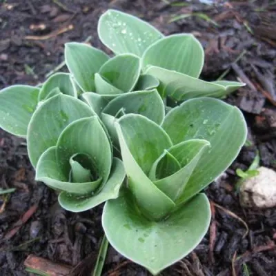 Хоста МОНСТЕР ИРЗ гибридная — описание сорта Хоста МОНСТЕР ИРЗ гибридная в Москве