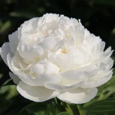 Пион СНЕЖНАЯ КРЕПОСТЬ древовидный в Москве
