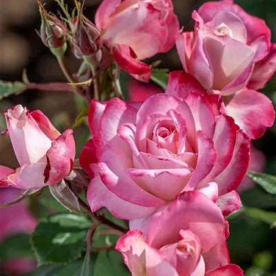 Саженцы роз ЛАМИНУЭТ флорибунда — описание сорта Саженцы роз ЛАМИНУЭТ флорибунда в Москве