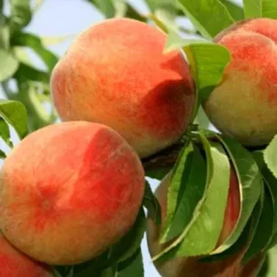 Персик ВАРДЕНИ — описание сорта Персик ВАРДЕНИ в Москве