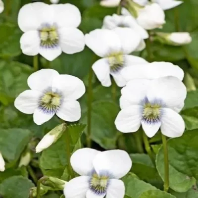 Фиалка АЛЬБИФЛОРА сестринская — описание сорта Фиалка АЛЬБИФЛОРА сестринская в Москве