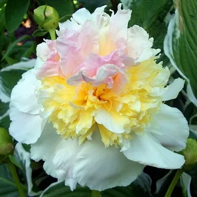 Пион ТОП БРАСС травянистый  Пион ТОП БРАСС травянистый в Москве